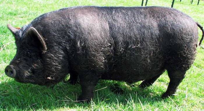 Лучшие мясные породы свиней ? : описание, продуктивность, уход, разведение, достоинства и недостатки