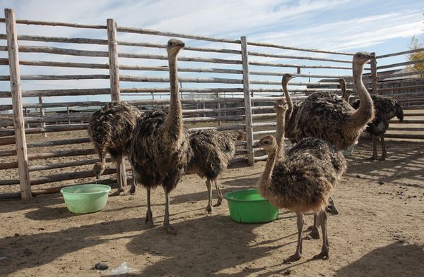 Размножение страусов: как спариваются, разведение и выращивание