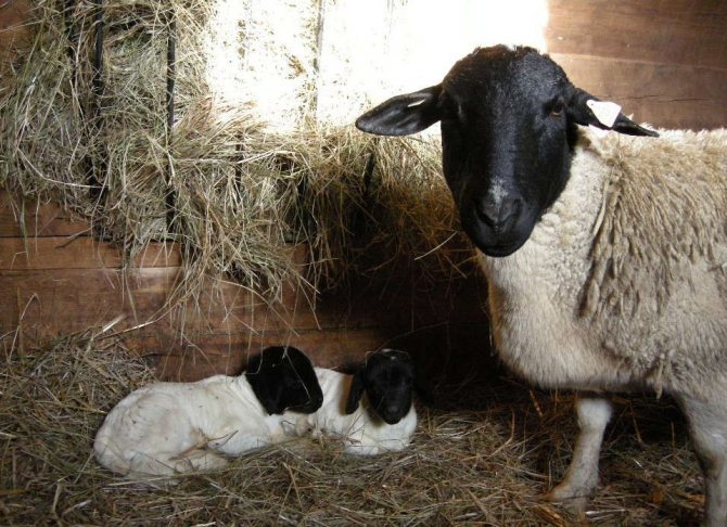 Ягненок (23 фото): особенности кормления маленького новорожденного детеныша овцы. как правильно развести сухое молоко? правила выращивания