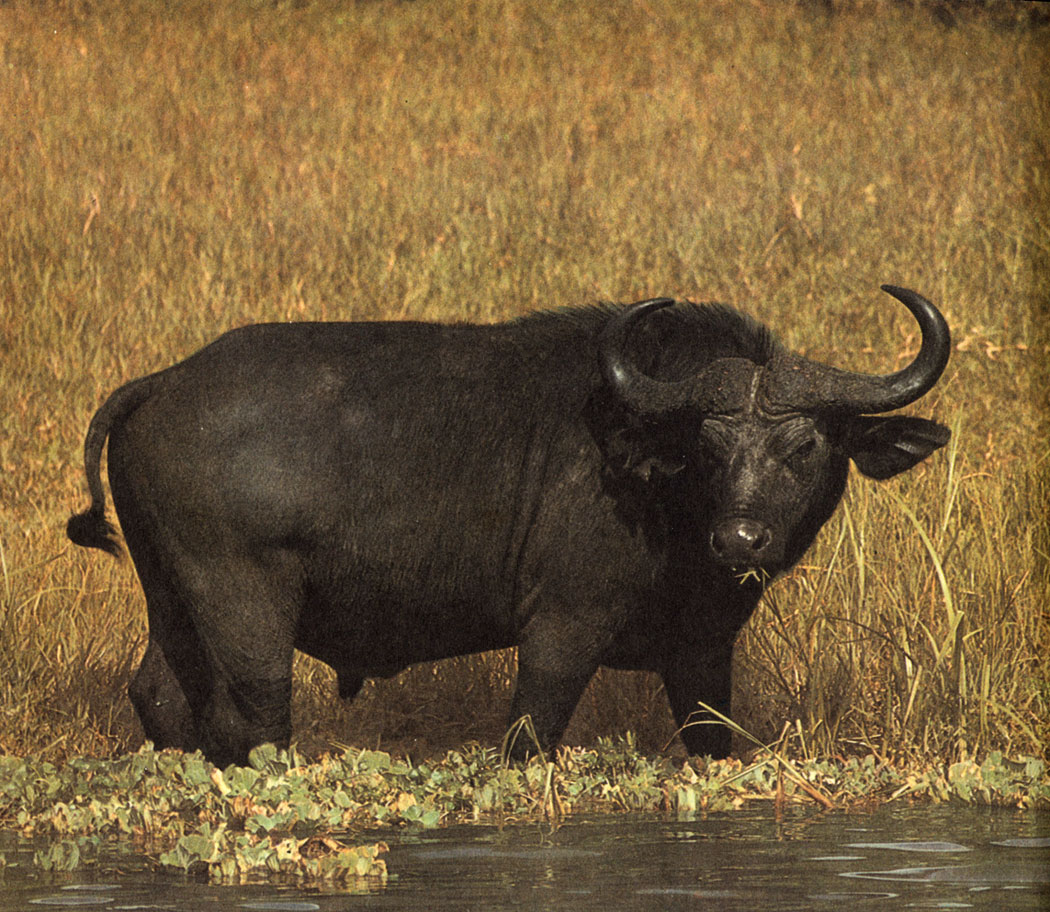 Африканский буйвол: как выглядит, где живёт, что ест