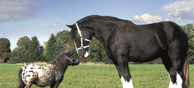 Сколько весит лошадь? вес и степень упитанности