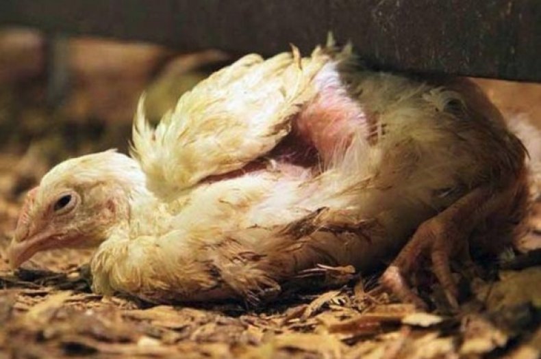 ✅ о симптомах и лечении болезни ньюкасла у кур и цыплят в домашних условиях - tehnomir32.ru