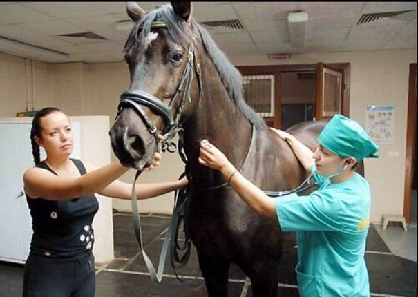 Случная болезнь лошадей (трипаносомоз, дурина): возбудитель, симптомы, диагностика, лечение, профилактика