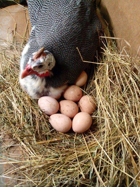 Когда цесарки начинают нести яйца — про яйценоскость от а до я