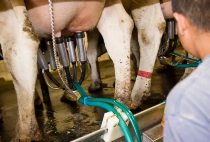 Как доить корову доильным аппаратом - технология и практика, видео обзор