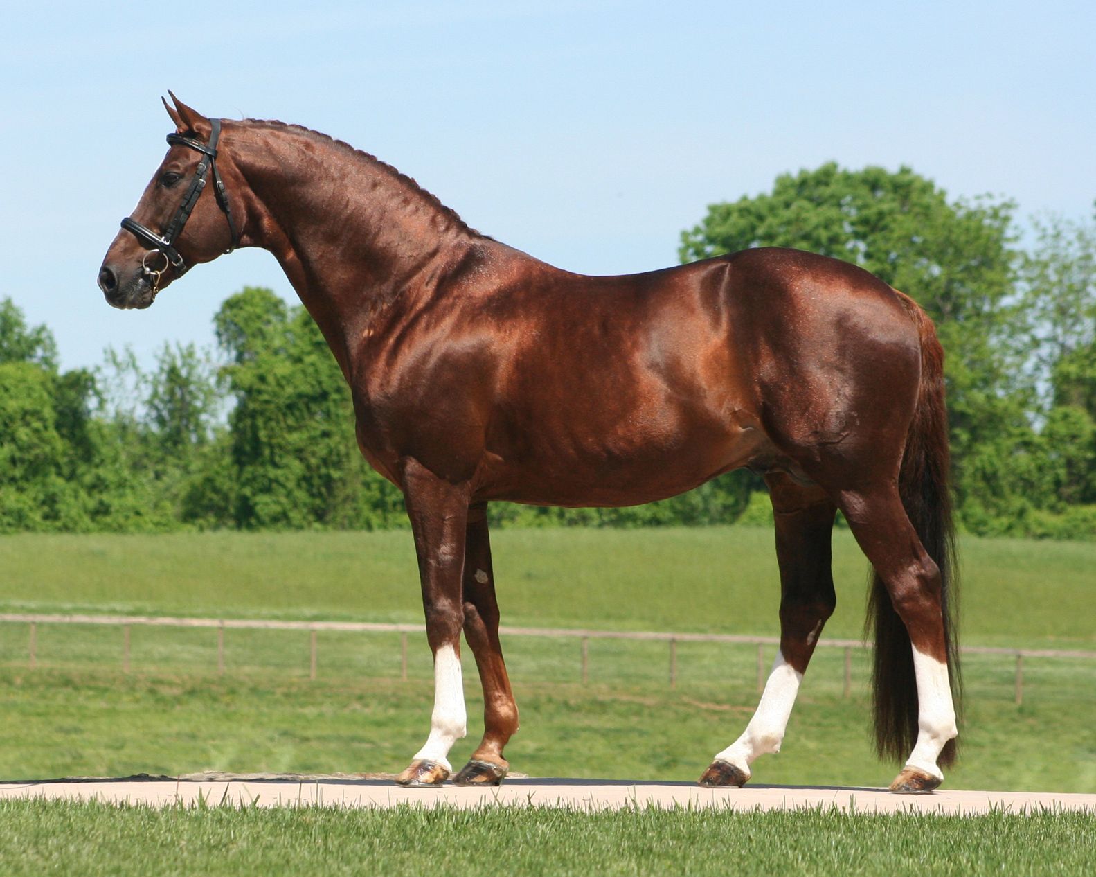 Лошадь ганноверской породы на сегодняшний день признана эталоном скакуна в конном спорте