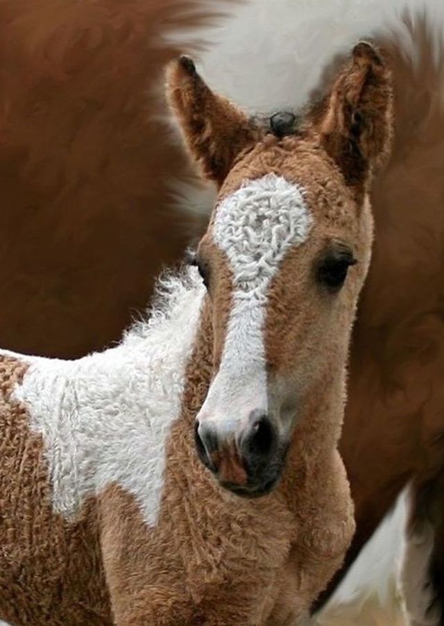 Американская верховая лошадь — особенности породы, фото
