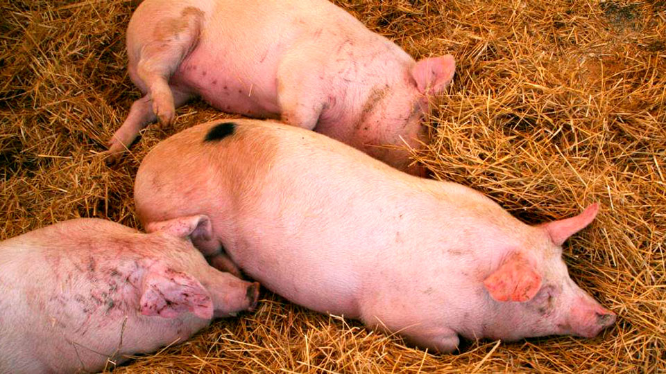 О признаках африканской чумы у свиней: описание симптомов, как передается