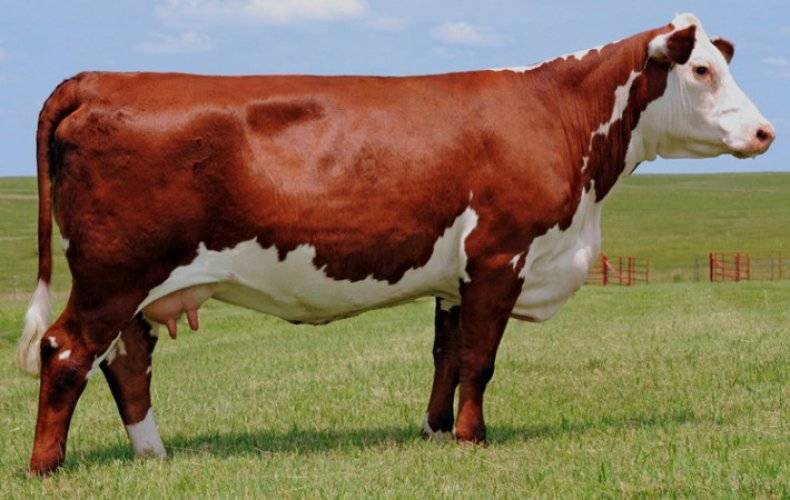 Холмогорская порода коров: характеристика, содержание и уход