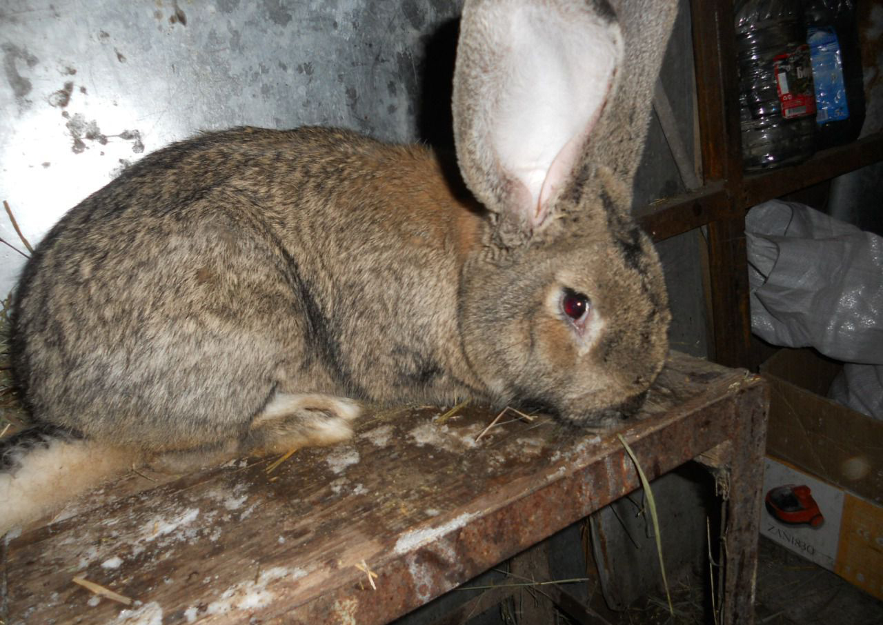Бельгийский кролик великан: продуктивность и перспективы разведения — cельхозпортал