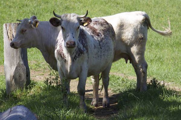 Яловая корова: что такое яловость и и меры борьбы с нею