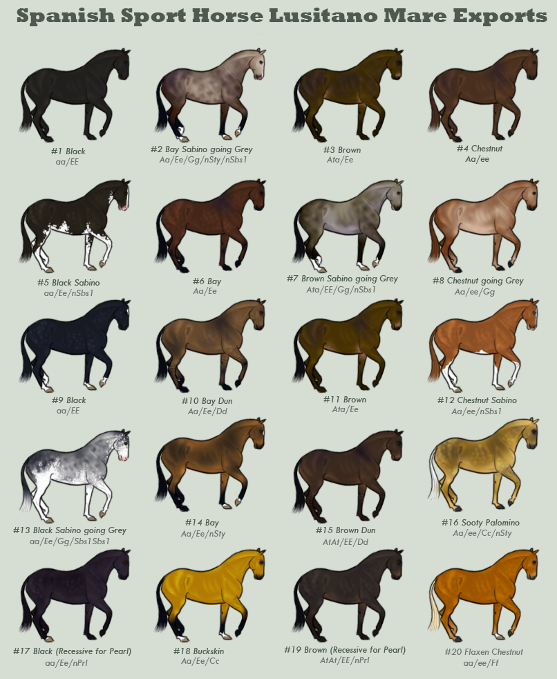 Название и описание самых красивых пород лошадей