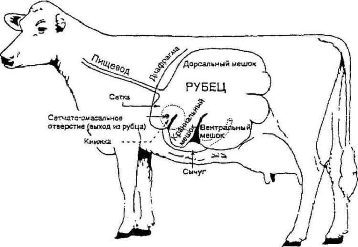 У коровы нет жвачки: описание, причины, что делать