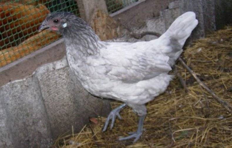 Описание андалузской голубой породы кур