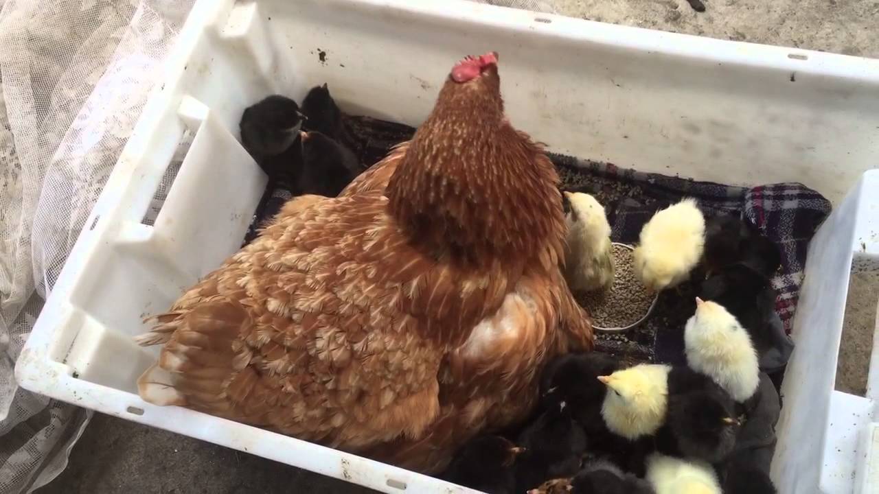 При какой температуре можно выпускать кур, в каком возрасте цыплят переводят в курятник?