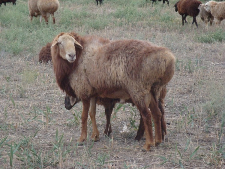 Эдильбаевская порода овец: характеристика баранов из казахстана, правила кормления, разведения и ухода
