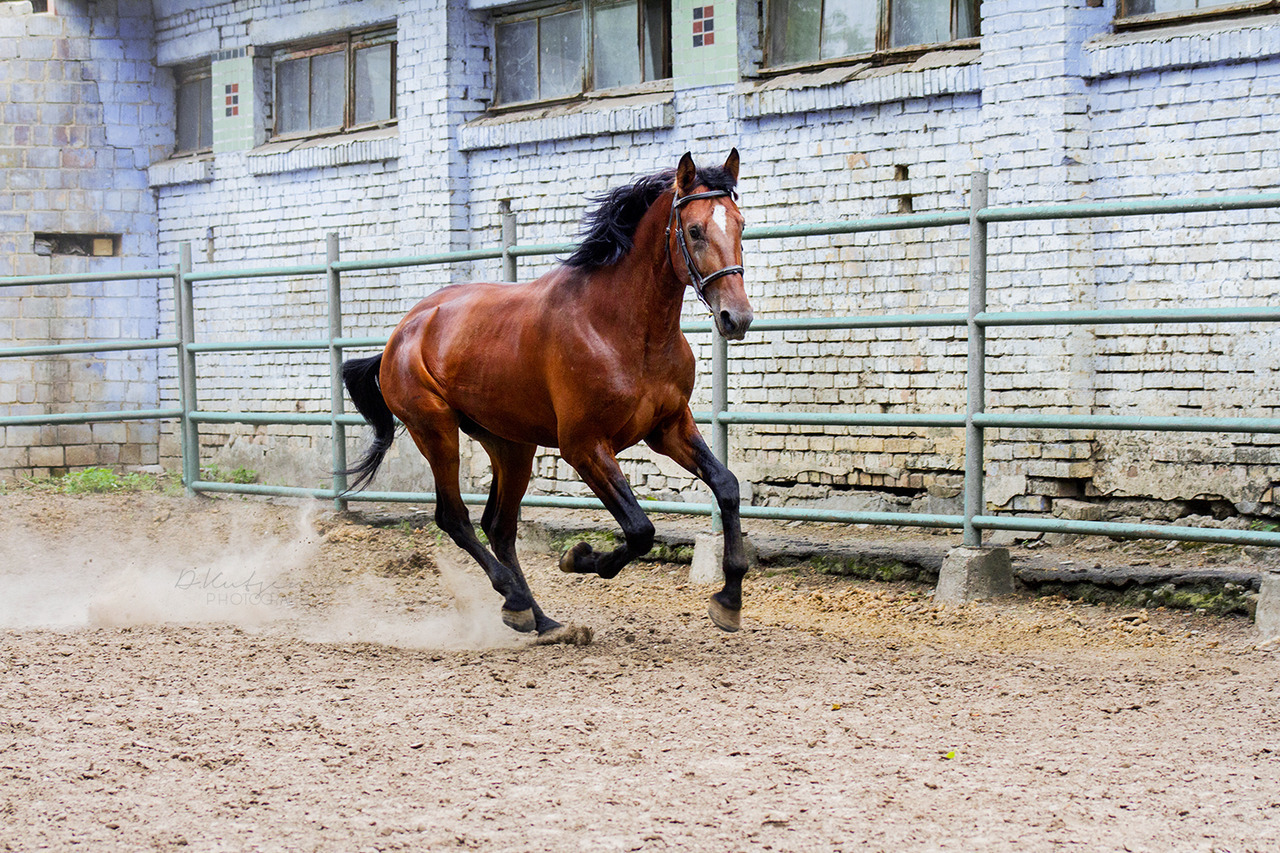 Русская рысистая порода лошадей: характеристика, достоинства и недостатки