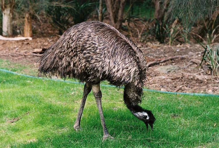 Австралийский страус: фото, описание и среда обитания ? естественные науки