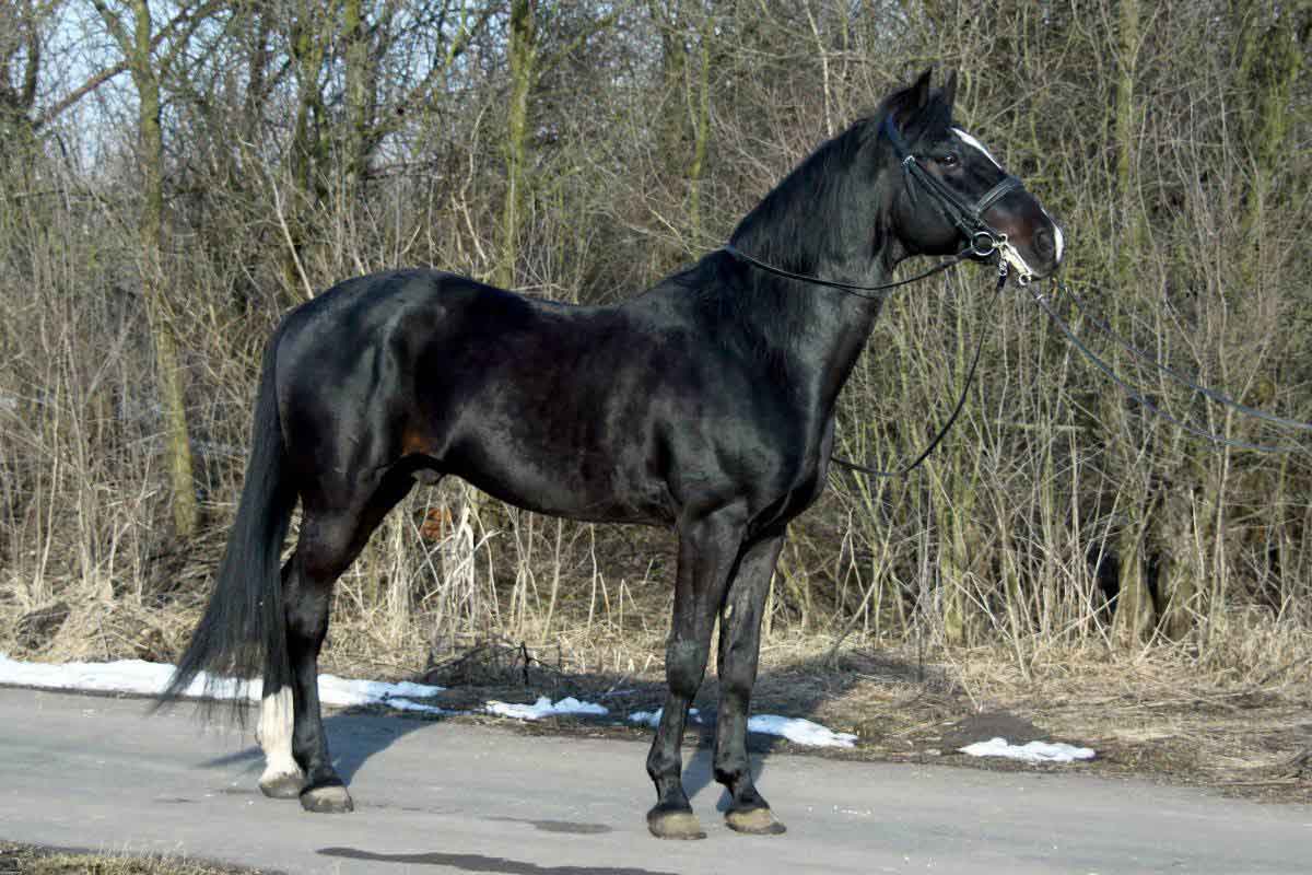 Орловский рысак: описание породы лошадей, характеристика