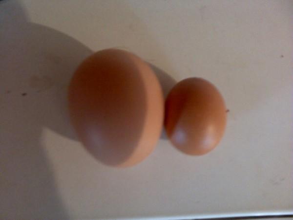 Почему курица несет яйца без скорлупы? ⋆ все про кур