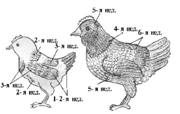 Орловская ситцевая порода кур: экстерьер, особенности содержания