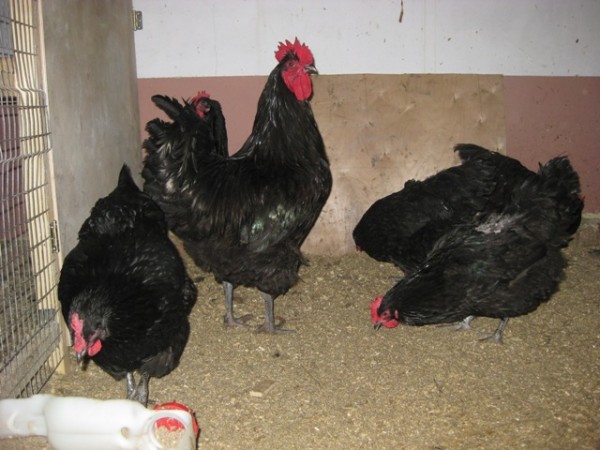 Порода кур «джерсийский гигант» - внешний вид, тонкости содержания и уход за цыплятами