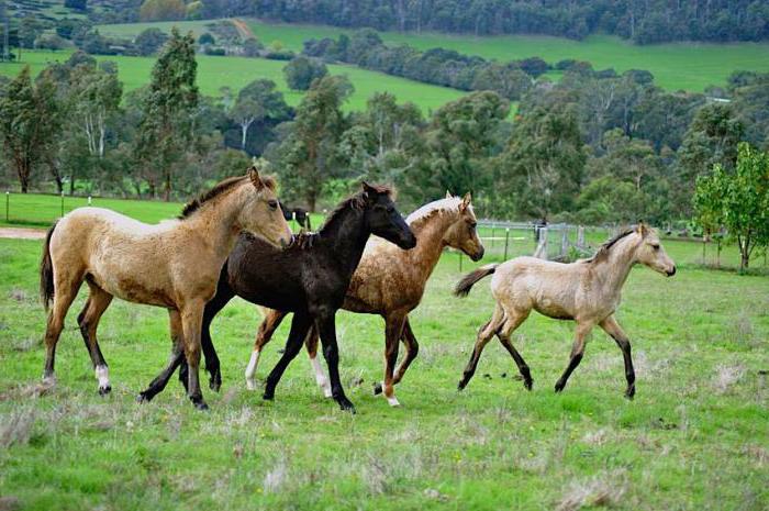 Размножение лошадей: от охоты до родов