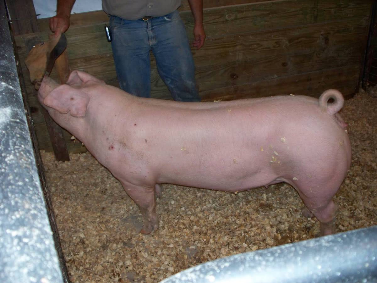 Ландрас порода свиней характеристика взрослых свиней и поросят