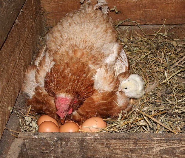 Что сделать чтобы курица не садилась на яйца - эффективные методы