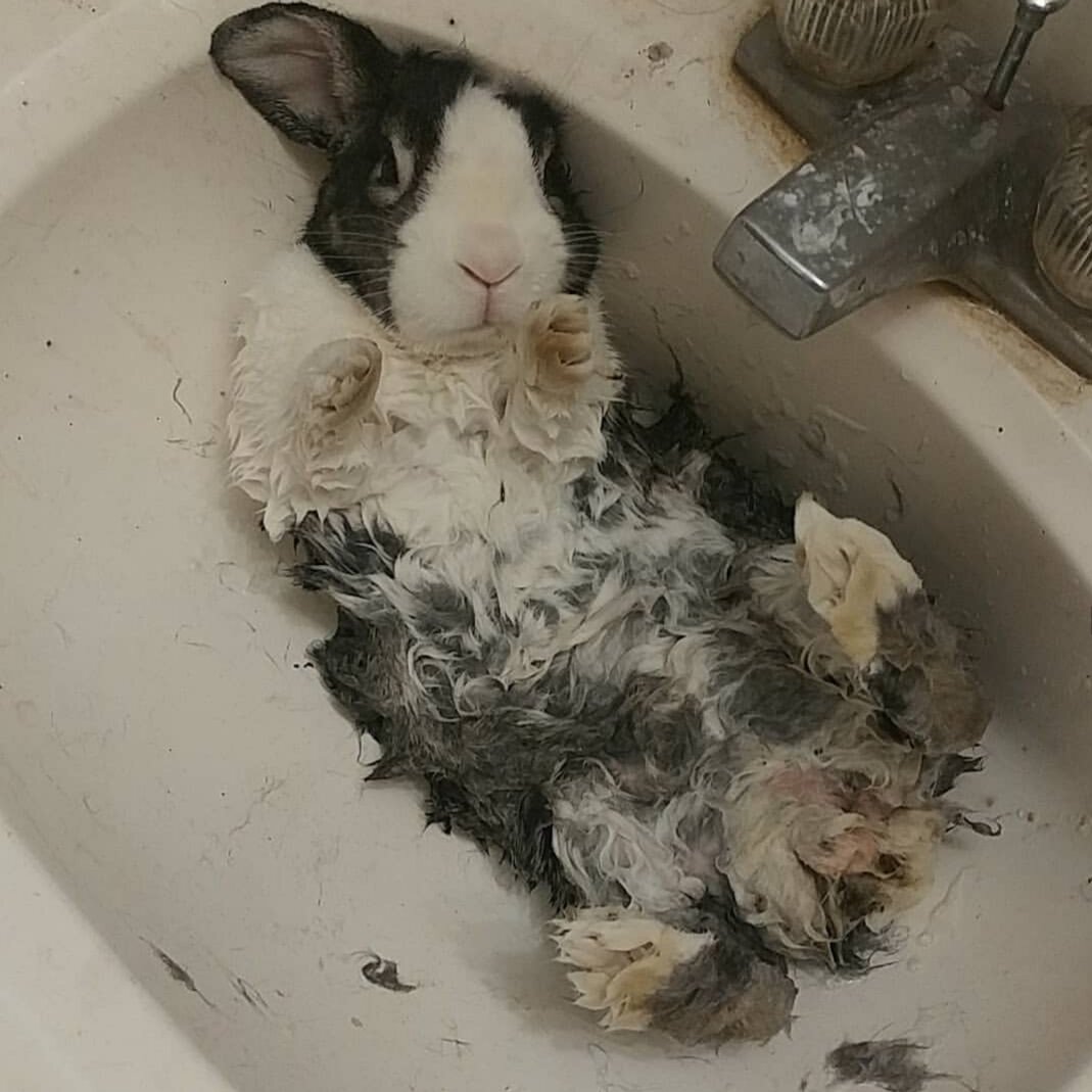 Можно ли мыть декоративных кроликов и как их купать?
