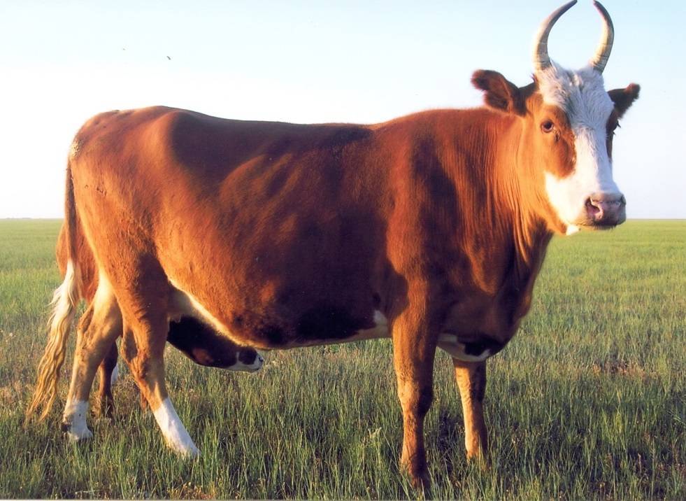 Породы коров и их краткая характеристика