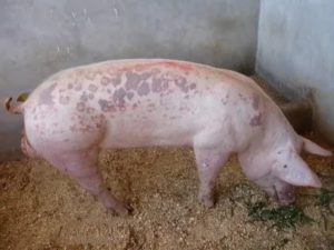 ✅ все о роже свиней: симптомы заболевания, лечение в домашних условиях - tehnomir32.ru