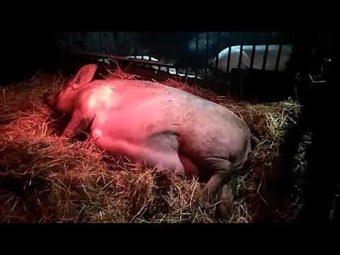 Опорос свиней: сроки вынашивания поросят, правильная подготовка к родам, уход за приплодом