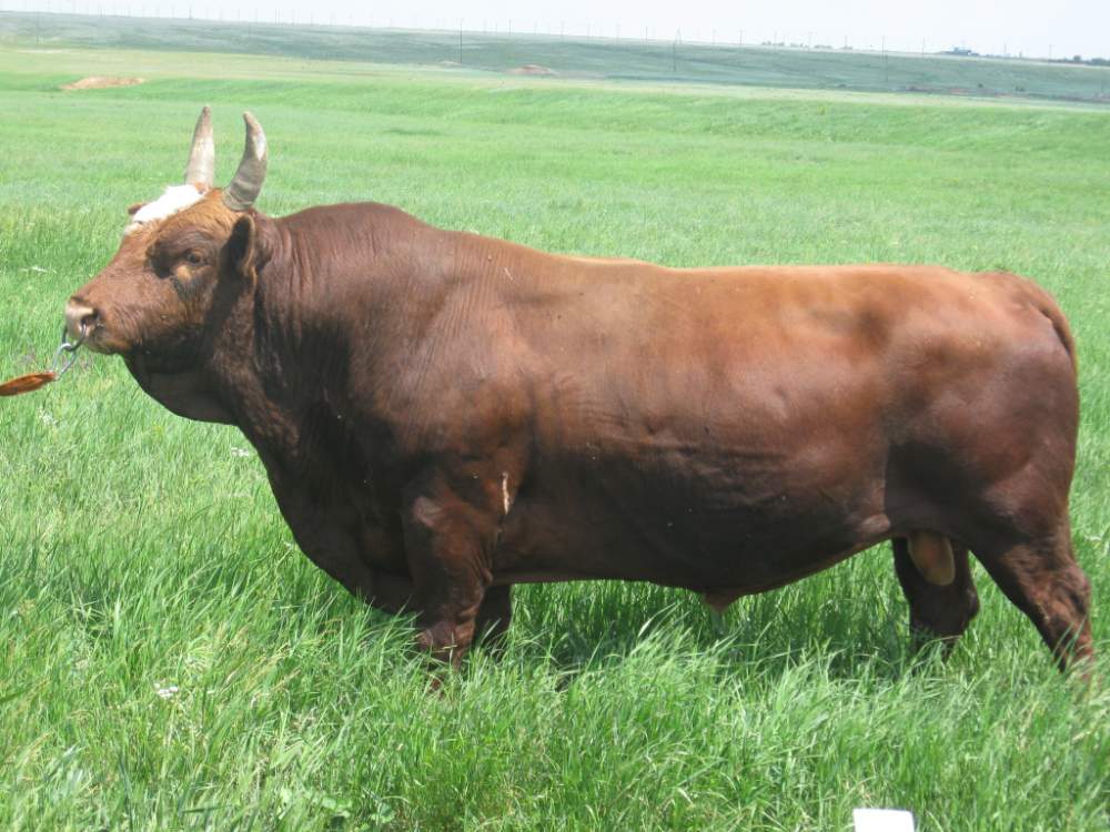 Красная степная порода коров: характеристика, уход и кормление