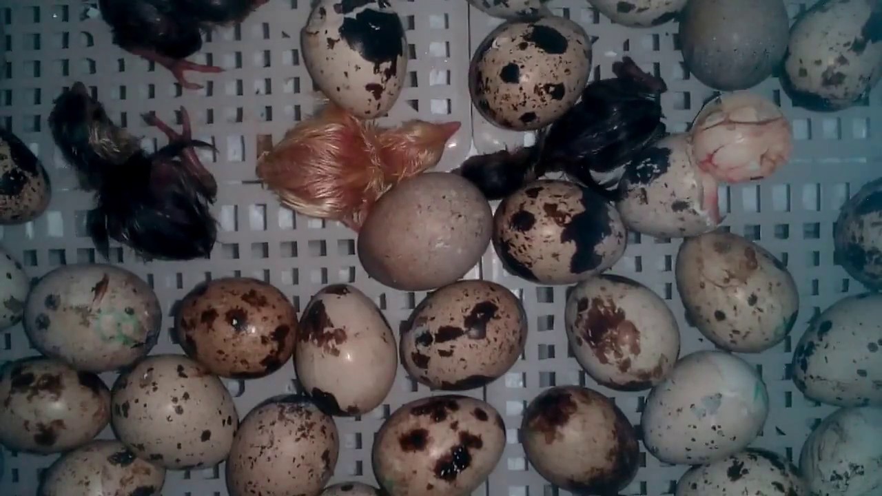 Инкубация перепелов в домашних условиях, подробно о закладке яйца для начинающих