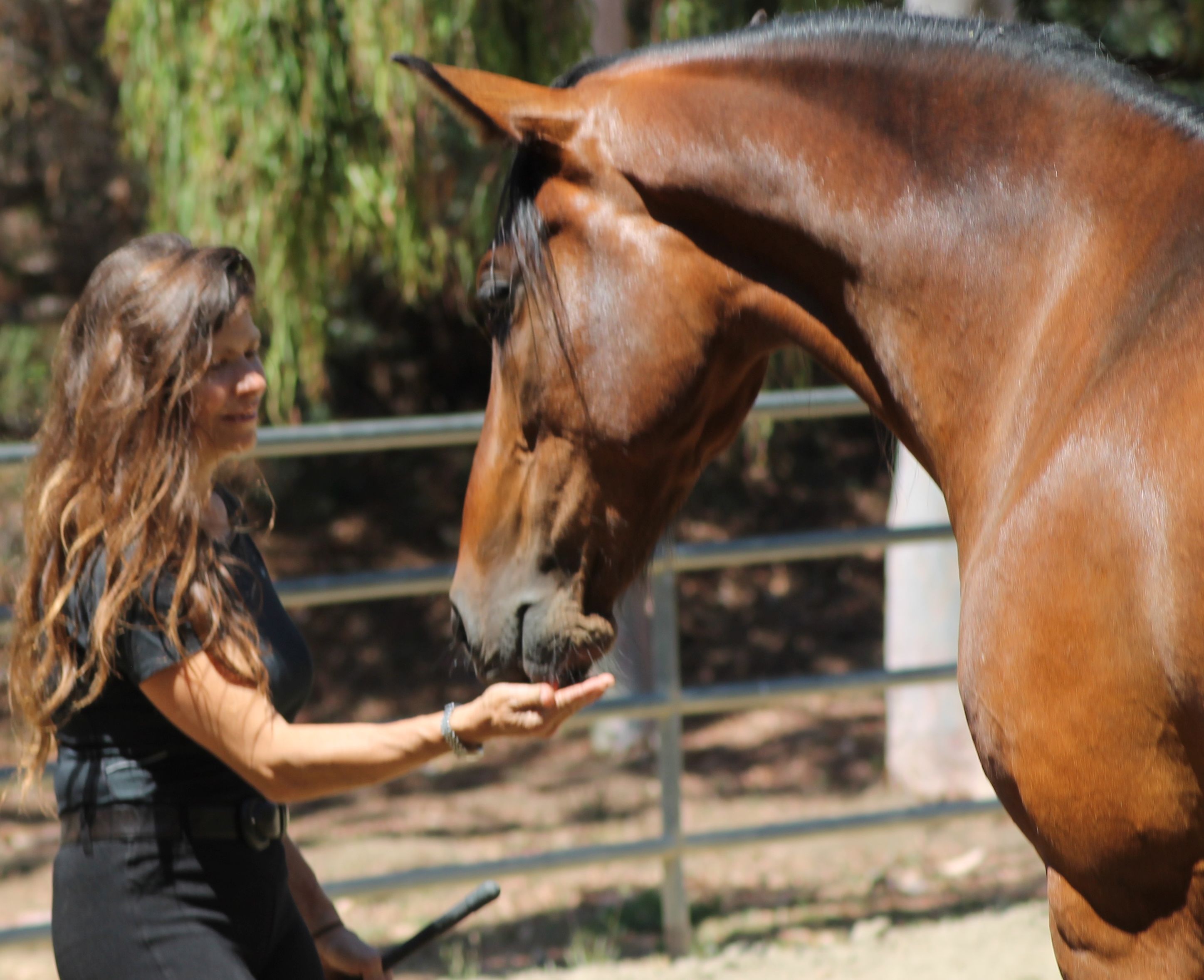 Интервьюученый елена молчанова — о том, как научить лошадей читать, а людей — уважать живых существ