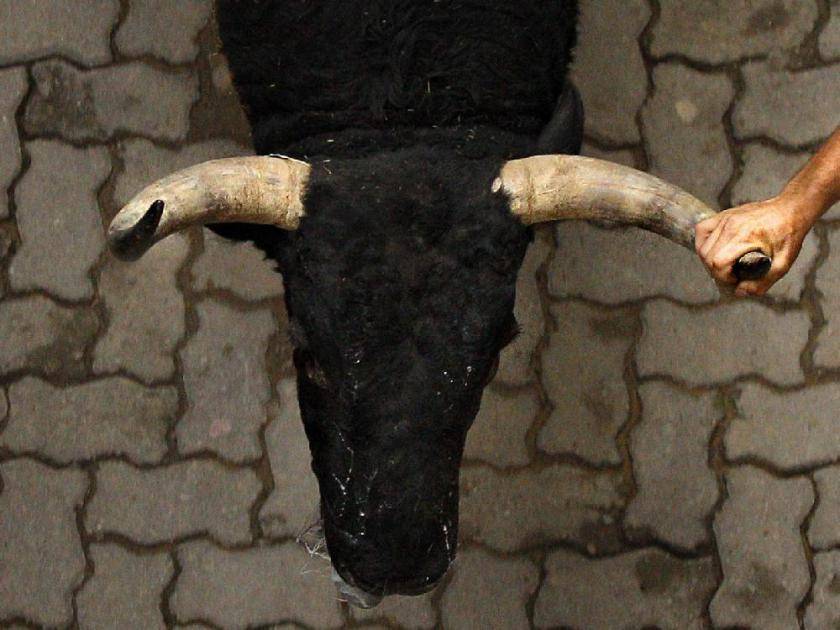 Все о горбатом воле: как выглядит кастрированный бык, правила ухода
