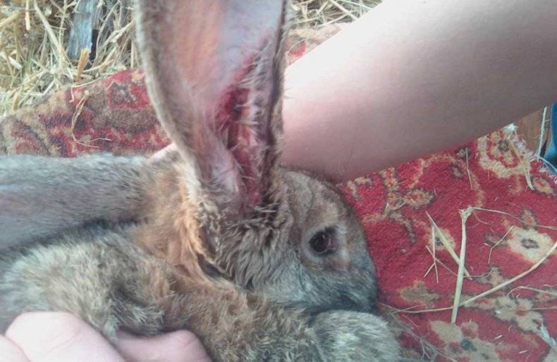 Ушной клещ у кроликов и его лечение в домашних условиях народными средствами