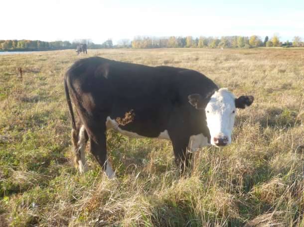 Порода коров красная степная: описание, правила ухода и кормления