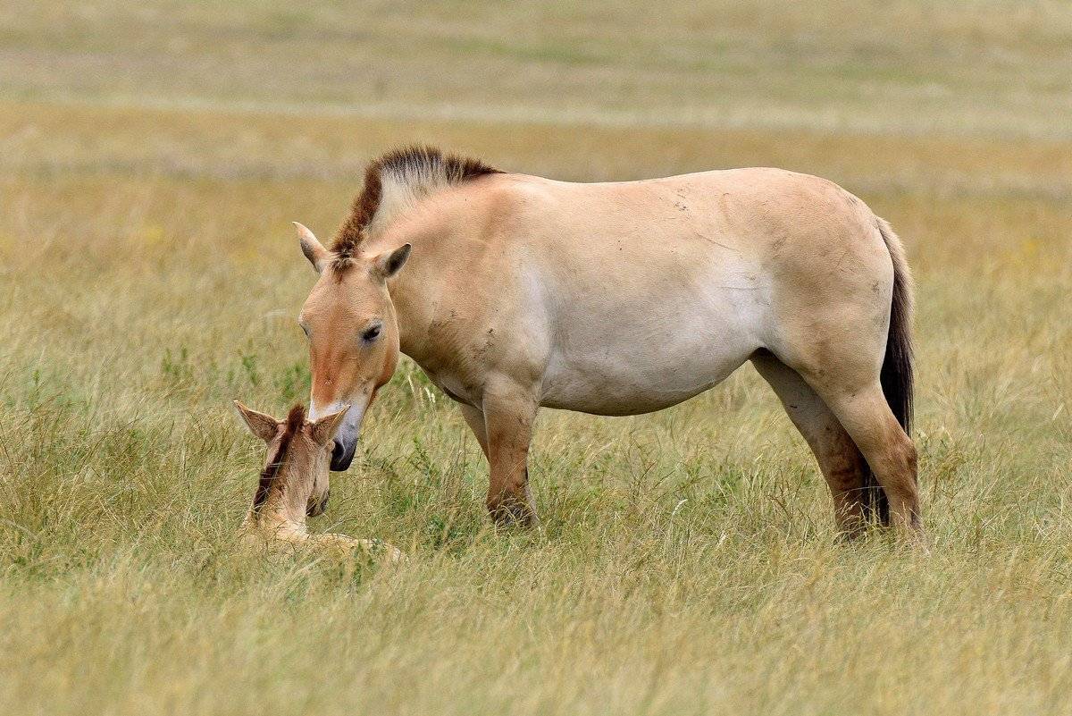 Лошадь пржевальского – проблемы дикого вида 2020