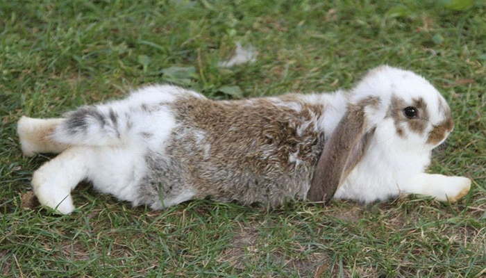 Почему у кроликов отнимаются задние лапы
