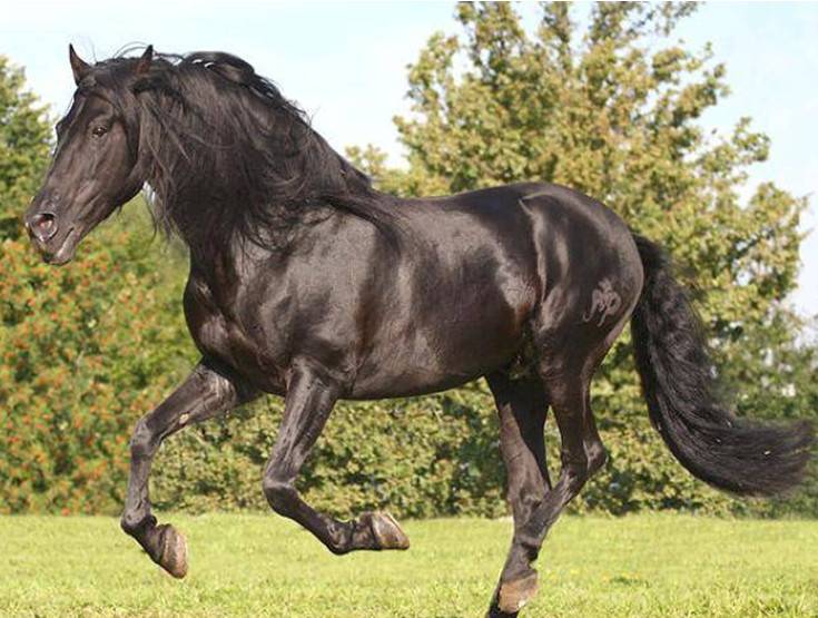 Андалузская лошадь: фото, характеристика породы, внешнее строение, на каком полуострове выведена