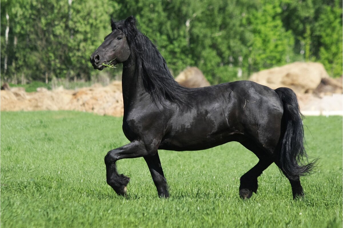 Черная лошадь: разведение, питание, характеристика и уход