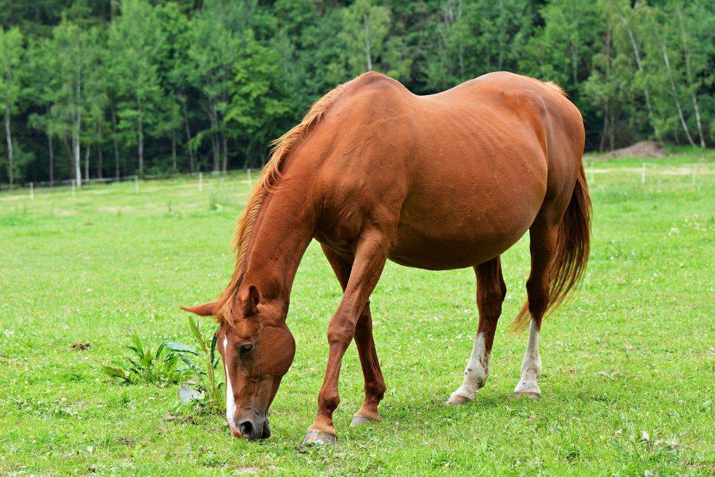 Сколько весит лошадь: вес и степень упитанности, средний вес по породам и вычисление массы
