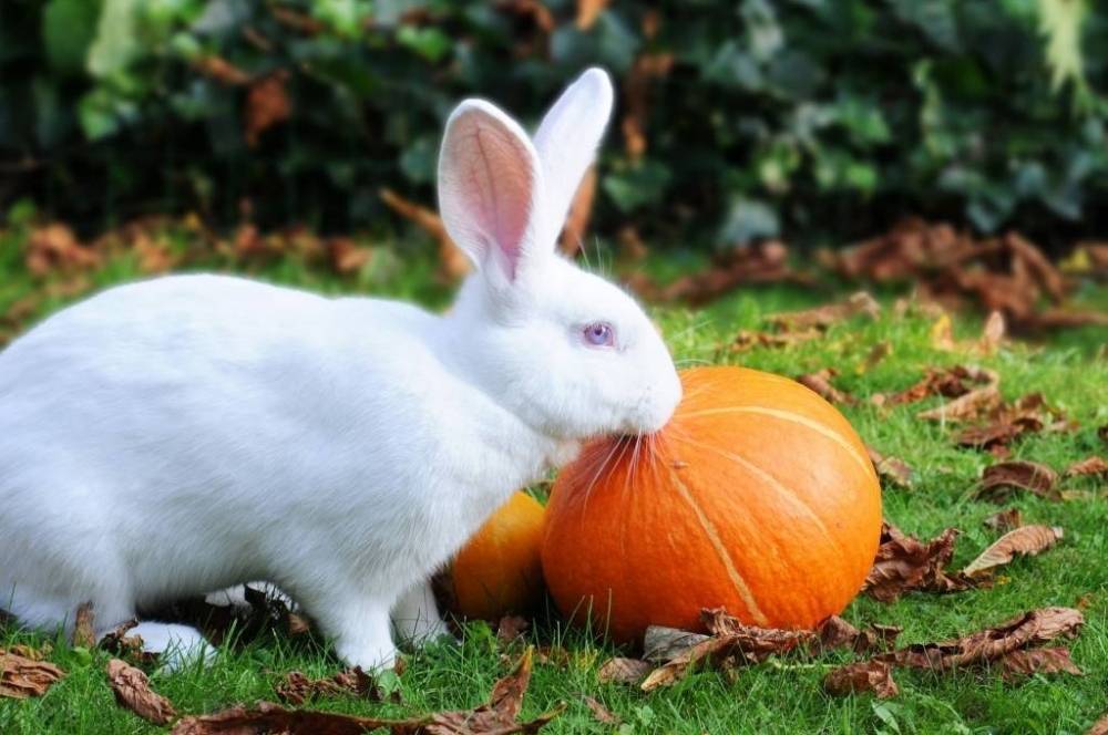 Можно ли кролику давать кабачок: в чем польза и вред, в каком виде скармливать