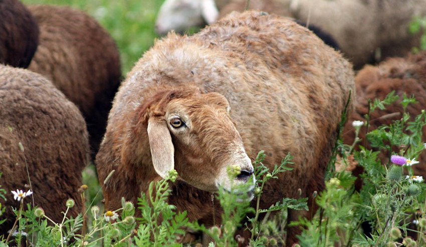 Характеристики эдильбаевской породы овец: происхождение и условия.