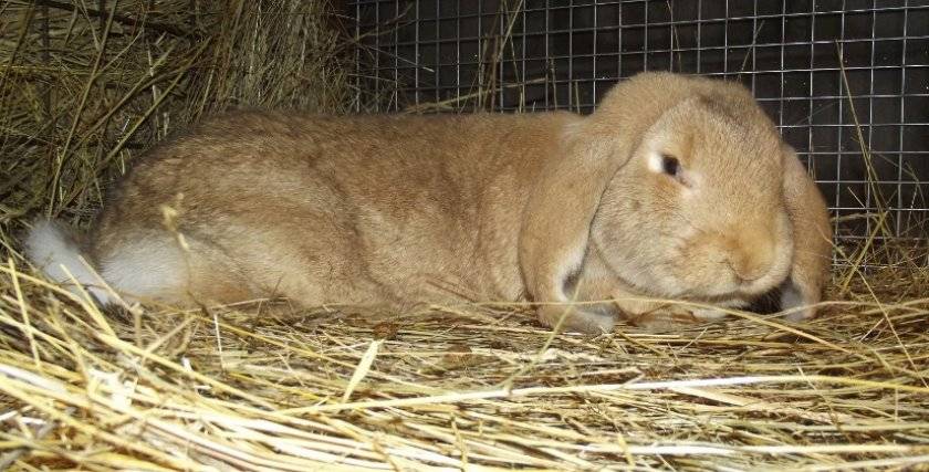 У кроликов отказывают задние ноги лечение
