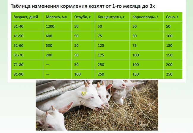 Продуктивность коз: сколько они дают молока и от чего это зависит?