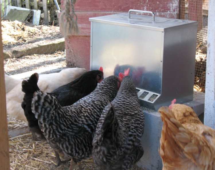 Нормы питания кур-несушек – основа продуктивности и здоровья птицы