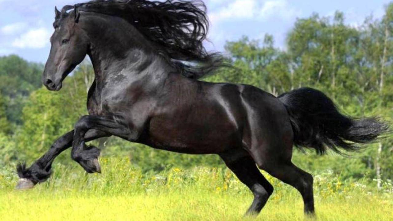 Обзор самых дорогих лошадей в мире: особенности, цены, фото и видео